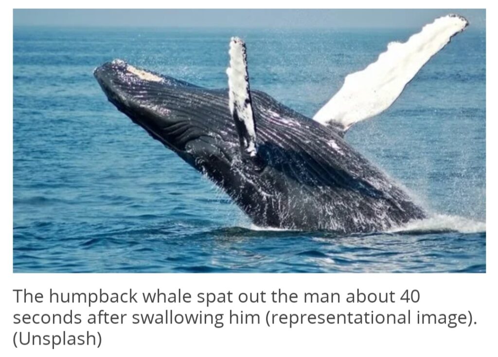 Humpback whale