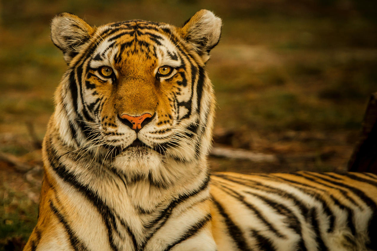 International Tiger Day: History and Significance