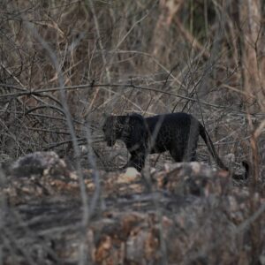 Blank Panther in Trees