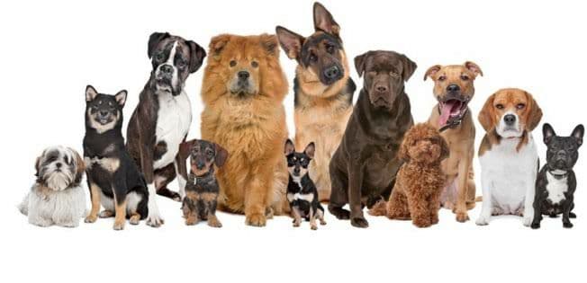 Popular Dog Breeds in India