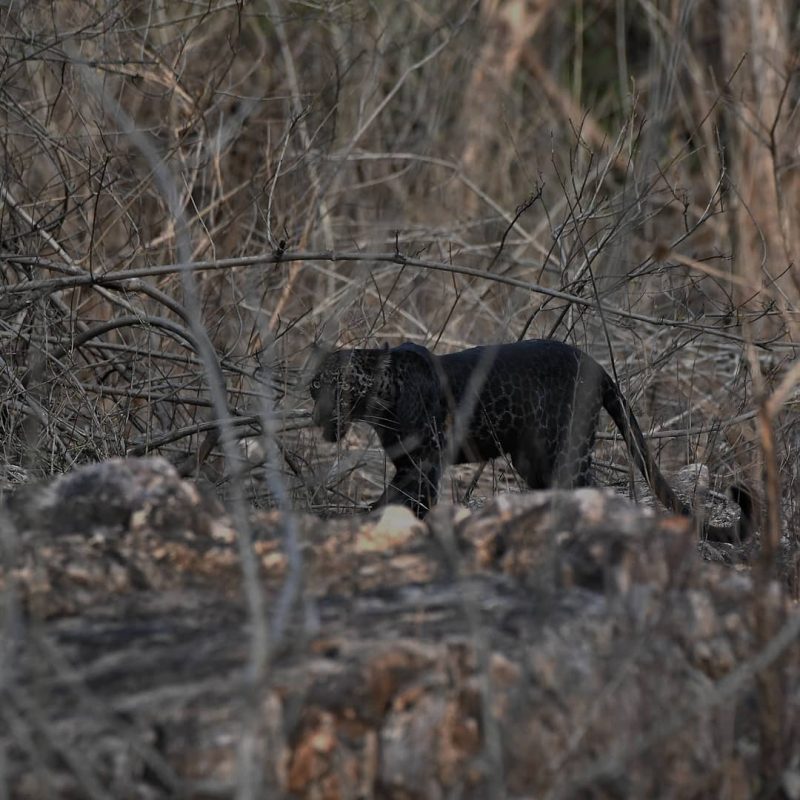 Blank Panther in Trees