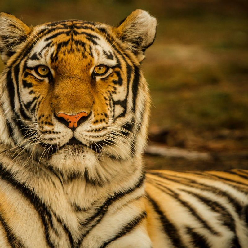 International Tiger Day: History and Significance